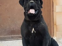 Dev Dışı CANE CORSO