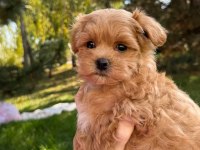 Maltipoo yavrularımız sağlık garantili