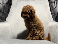 Toy poodle yavrularımız teslime hazır
