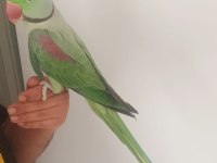 İSKENDER PAPAĞANI JUMBO BOY