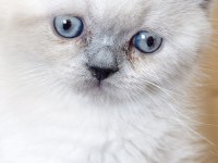 Blue point british shorthair