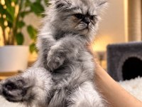 Gri British Longhair 3 Aylık