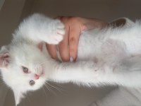 3 erkek british shorthair yavru