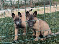 Safkan Belçika Malinois