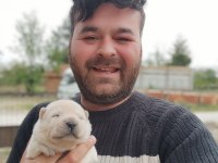 Chow chow bebekler