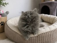 Orijinal British Longhair