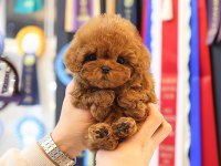 KORENIN EN OZEL TOY POODLE BEBISLERI