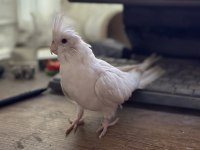 Oyun Hamuru Albino Kırmızı Göz Sultan Papağanı