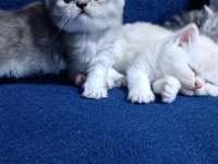 British shorthair