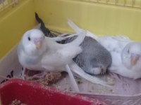 Yeni yem yemeye başladı muhabbet kuşumuz