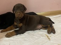 33 günlük 4 kg doberman yavruları