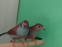Cordon Blue İspinoz Çift Tkf Bilezikli