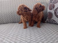 Poodle Yavruları