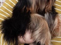 3.5 aylık yorkshire terrier bebeklerimiz