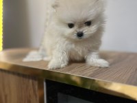 Pomeranian bebekleri