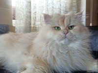 1 buçuk yaşında şecereli erkek british longhair