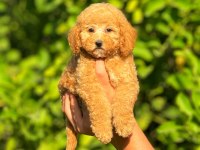 Irk ve Sağlık Garantili Orjinal Poodle Köpeği Yavruları