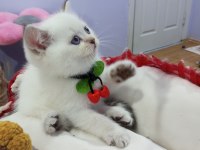 Safkan Scottish Fold ve Straight Yavrular Catteryden