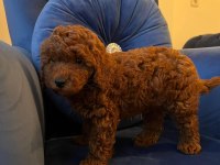 Orijinal toy poodle