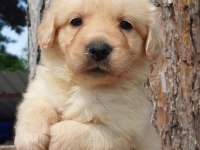 Golden retriever yavruları