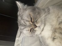 British shorthair kedim