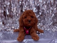 Safkan Toy Poodle Yavrularımız