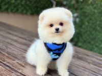 Pomeranian Boo köpeği