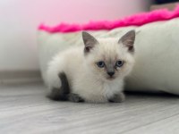 2 erkek 3 dişi 2.5 aylık scottish fold yavrular