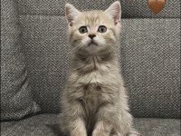 Kedi British Shorthair Çok Tatlı Minnoş