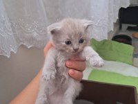 Çok güzel yavru kedilerimiz