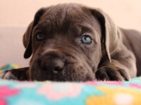 BLUE CANE CORSO YAVRULARI