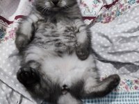 Scottish fold dişi 2 aylık