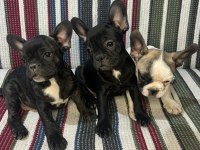 A Kalite French Bulldog Yavrular