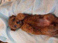TOY POODLE RED BROWN 2 AYLIK DİŞİ