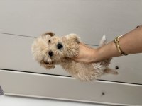 Çis pedi eğitimli maltipoo yavrular