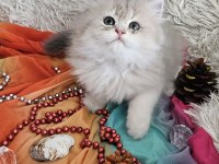 Golden Ay11 muhteşem erkek british longhair