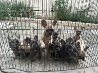 BEBEKLERİMİZ 91 GÜNLÜK FRENCH BULLDOG