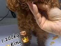 Ev ortamında büyüyen poodle bebekler