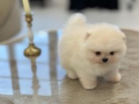 Daha iyisi yok ayı surat pomeranian boo
