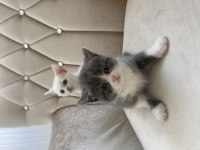 BRİTİSH SHORTHAİR KEDİLERİMİZ