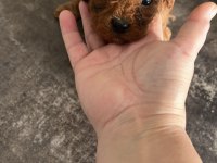 Toy poodle yavrular