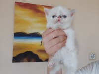 Persian bebeklerimizi sahiplendirmek