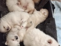 Pomeranian Boo Yavrular