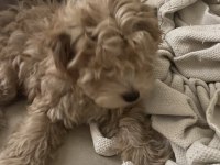 Maltipoo yavrumuz