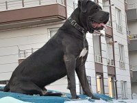 ERKEK BLUE CANE CORSO