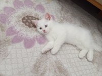 Sevimli British Shorthair Bebişler