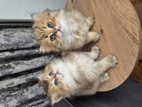 ACİL SAHİPLENDİRME KEDİLER