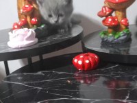 20 güne teslim kediler