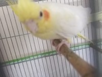 3 çift hazır esli sultan papağanı