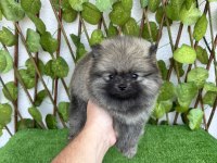 POMERANİAN BOO 4 DİŞİ 1 ERKEK